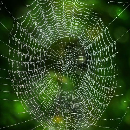 Spinneweb
